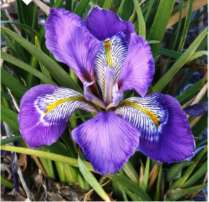Le iris di Trebecco